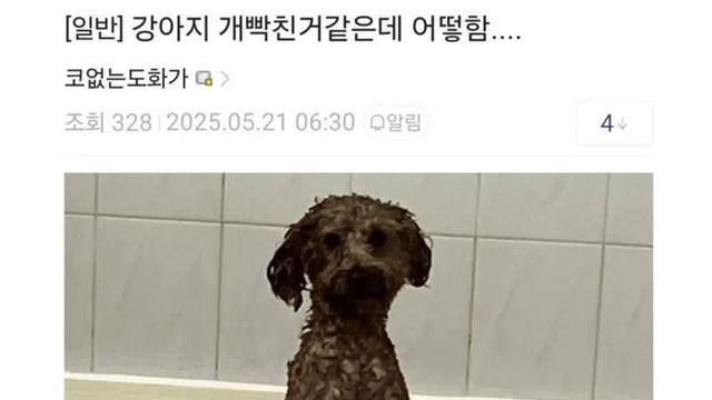 이건 개가 주인 물어도 무죄임 ㄹㅇ