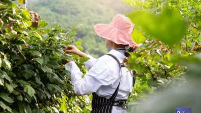 여성농업인, 일시적으로 취업하더라도 공동경영주로 등록 가능