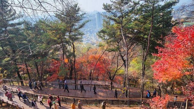 남산하늘숲길 개통 한달 만에 9만명 방문…관광명소 등극