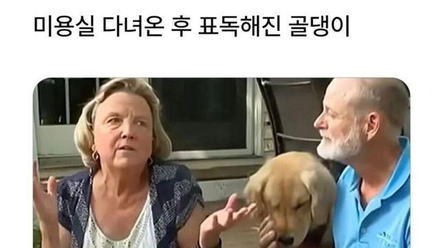 미용실 다녀온 골댕이가 표독해진 이유