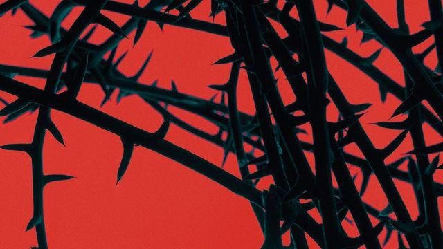 실내에 들인 작은 정원, 분재의 아름다움