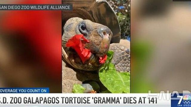 19세기 태어나 세계대전 2번 거친 141살 거북이 안락사