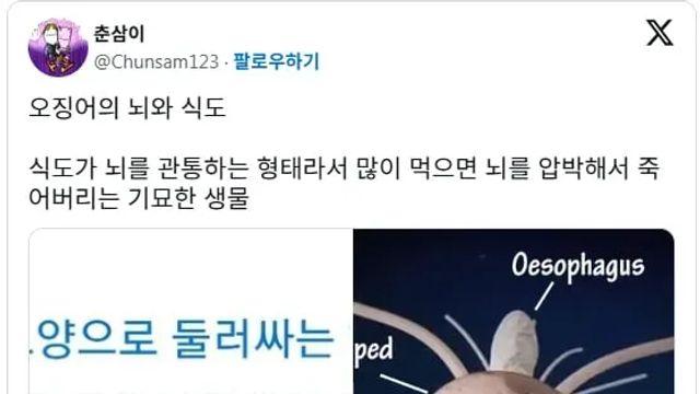 신기한 오징어의 뇌와 식도.jpg