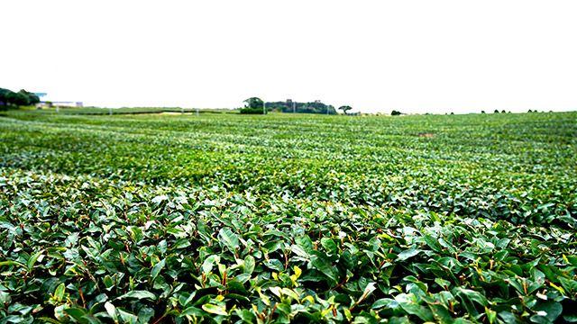[르포] “말차·티코스·티셀러…제주 오설록이 확장하는 새로운 차(茶) 문화”