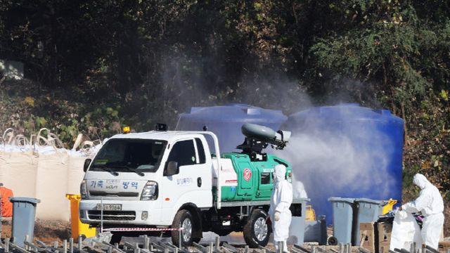 수원 기러기 폐사체서 조류AI 발견, 방역 비상
