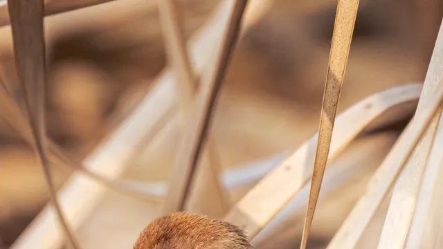 우승기념 조류사진 암거나 뿌린다