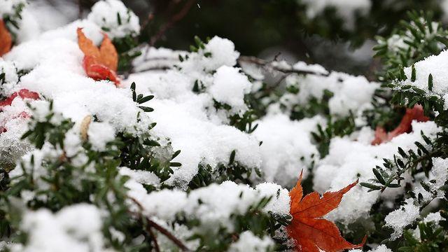 [내일날씨] 흐리고 곳곳 비나 눈…강원산지 최대 8㎝ 적설