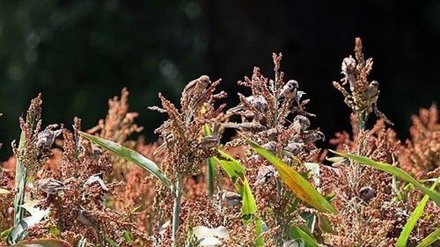 [K-VIBE] 최만순의 약이 되는 K-푸드…붉은 수수, 한민족 지탱한 한 그릇