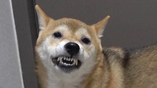 권혁필 훈련사, 고민견 교육 중 피 흘려…사관학교 최초 녹화 중단 (개훌륭)