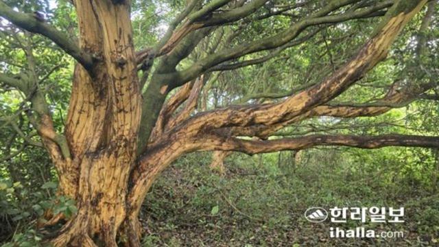 서귀포서 후박나무 마구잡이 벗겨낸 50대 구속송치