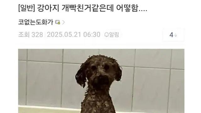 ADHD 갤러리 근황,,