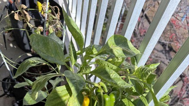 냠냠단 드디어 파프리카 수확