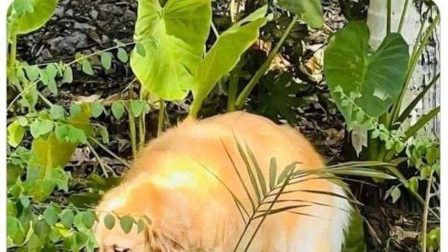 급똥을 해결한 댕댕이