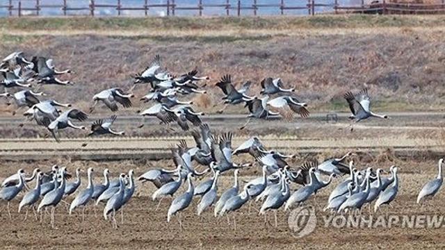 겨울철새 굶지 않도록…창원시, 주남저수지 볍씨·미꾸라지 준비