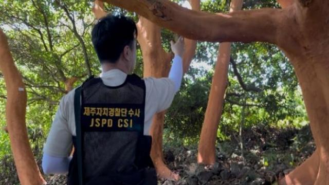 제주도 자치경찰단, 대규모 후박나무 박피범 구속 송치