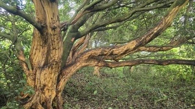 제주 후박나무 400여그루 껍질 7t 벗겨내 판매…50대 구속송치