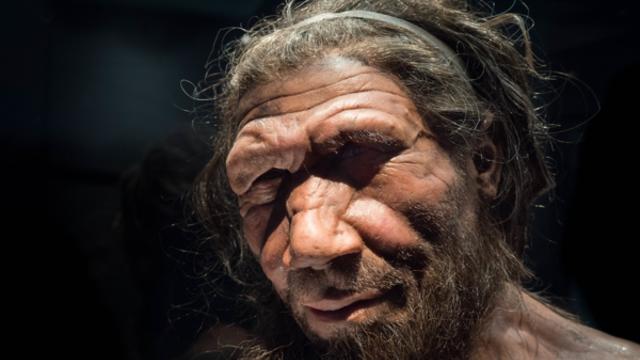 네안데르탈인, 외부 집단 여성·어린이 식인 가능성