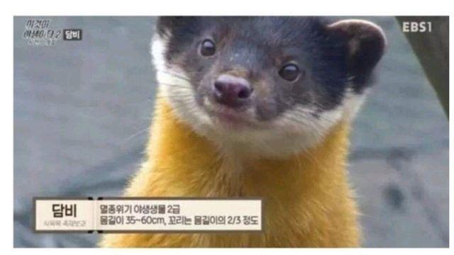 대한민국 생태계 1티어 생물