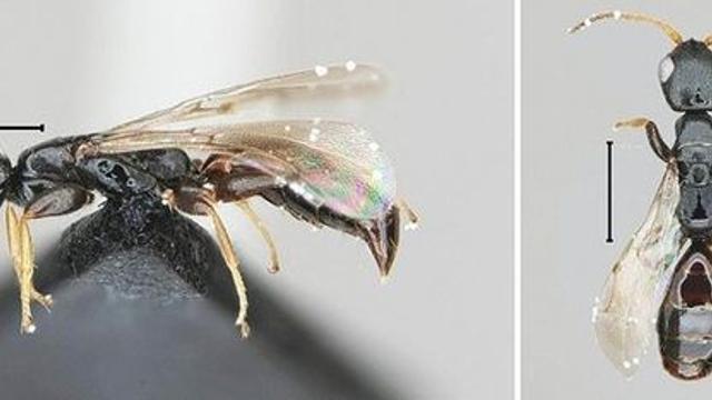 전세계 최초로 비무장지대에서 신종 벌 발견