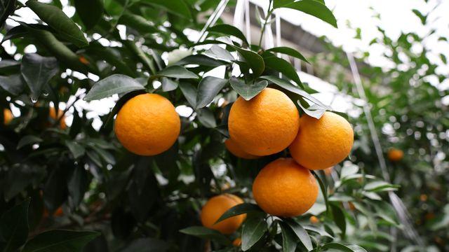 우리향·달코미·맛나봉…제주 신품종 만감류 6종 보급 확대