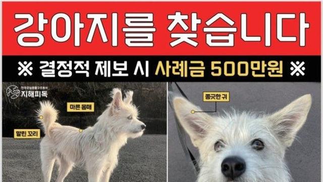 사례금이 무려 500만원 걸린 실종된 강아지 사연