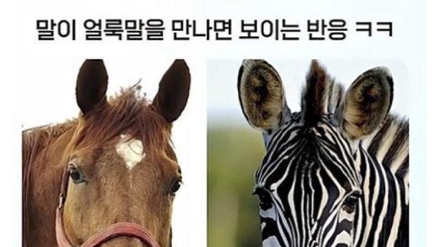 말이 얼룩말을 만나면 보이는 반응