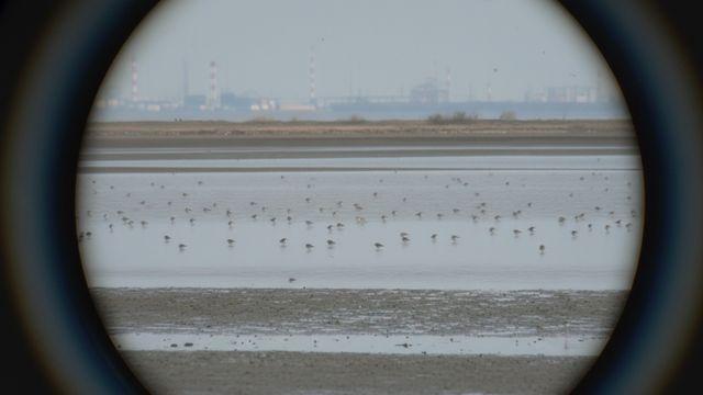 휴식처가 여기인가…영종도서 우르르 발견됐다는 '멸종위기종'