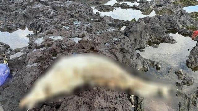 제주 삼양해수욕장서 2.5m 남방큰돌고래 사체 발견