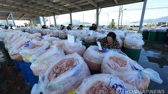 [내일은 못볼지도] 가을폭우에 '추젓 명성' 위협받는 인천 강화 젓새우