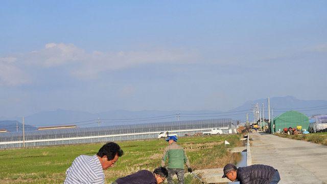 김해시, 생태계 교란 막기 '왕우렁이' 일제 수거 실시