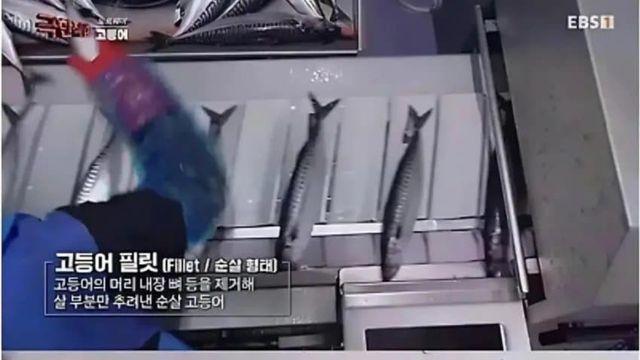 순살 고등어의 비밀