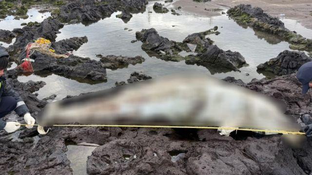 삼양해수욕장서 2.5m 남방큰돌고래 사체 발견