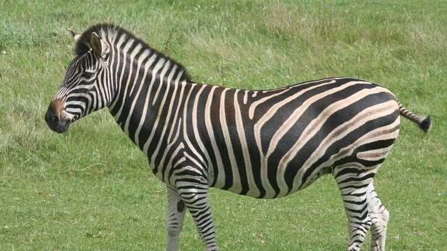 인류가 길들이려고 노력했지만 끝끝내 실패한 동물