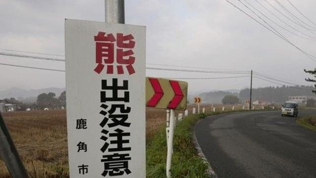 日, 곰출몰 급증에 '관광업 시설폐쇄 보상보험' 등장…업계최초