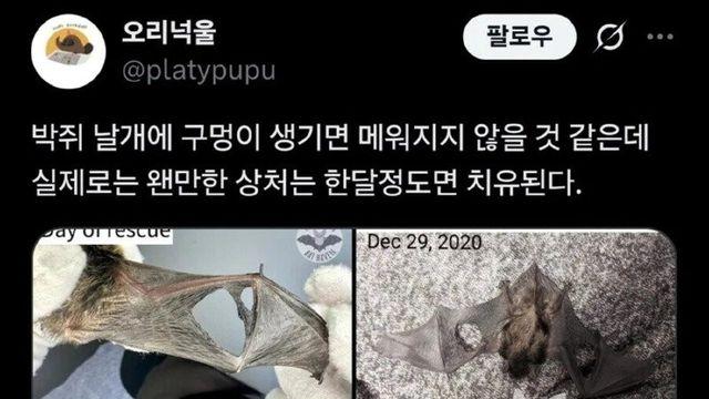 박쥐 날개 관련된 놀라운 사실