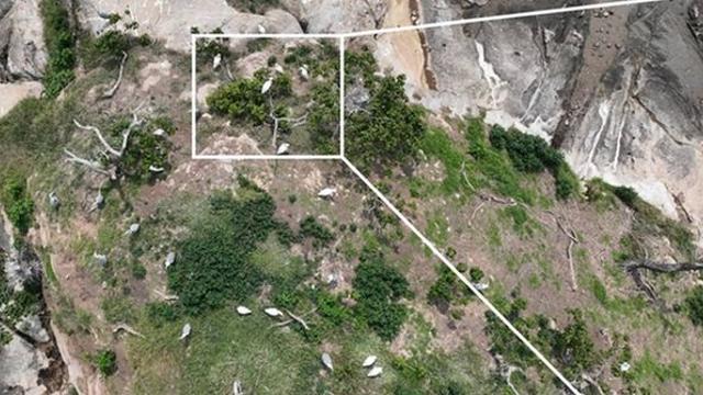 전 세계 7000마리뿐…순천만 무인도서 번식 첫 확인된 ‘멸종위기 동물’