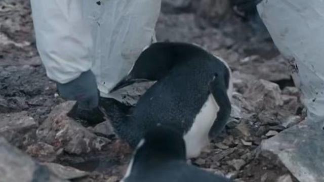 ‘남극의 셰프’ 측, 펭귄 학대 의혹 해명…“출연진 아닌 연구원이 접촉”