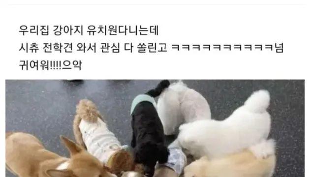 강아지 유치원의 전학견.jpg,,