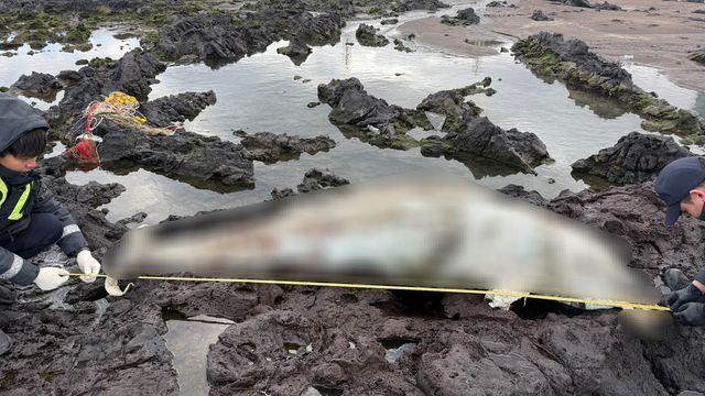 제주서 남방큰돌고래 추정 사체 발견…
