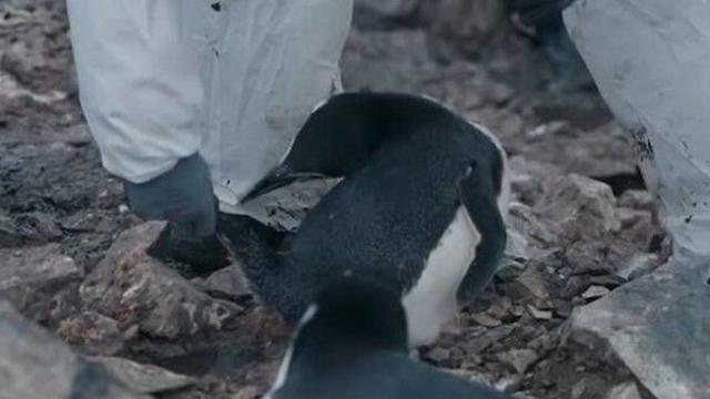 '남극의 셰프', 펭귄 학대 의혹 