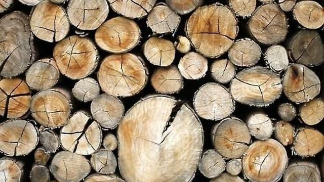 [이지 사이언스] 숲이 CO₂배출한다?…