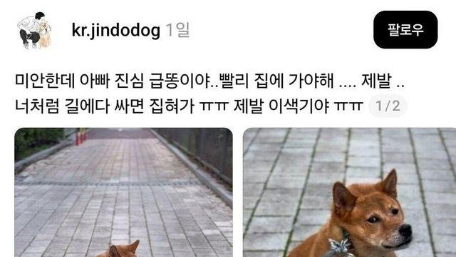 강아지 산책중..급똥..ㄷㄷ