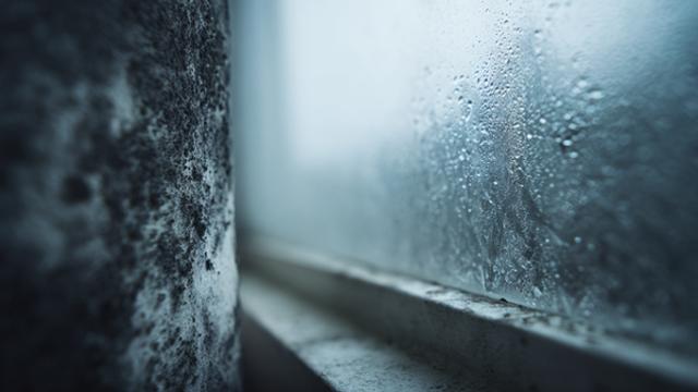 [환경과 미래] 겨울철 불청객, 결로와 곰팡이 퇴치 - 친환경 습도 관리법