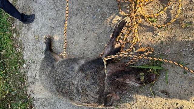 부산 아파트에 멧돼지 출현해 돌진…2명 중·경상