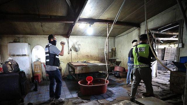 동물보호 단체, 말 불법 도축한 제주 관광승마장 고발