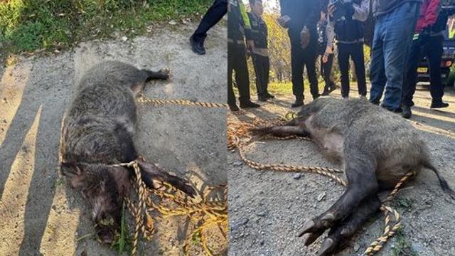 부산 금정구에 멧돼지 출현해 2명 중경상…멧돼지 사살(종합2보)