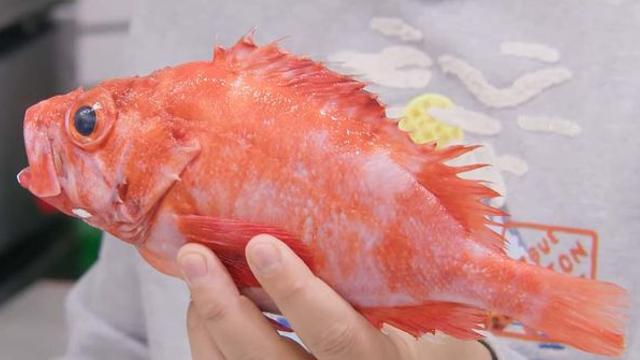 고작 손바닥 크기인데 100만원... 