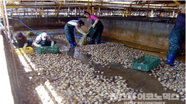 북한엔 얼음도 귀해 산 조개를 그냥 싣고 와 절반은 버려