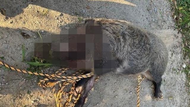 부산 아파트 단지에 멧돼지 출연...2명 중경상