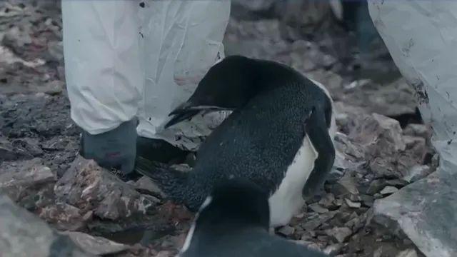 우당탕탕 남극의 셰프